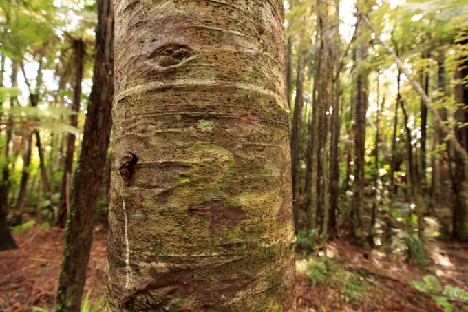 Waitakere Ranges forests to close 1 May