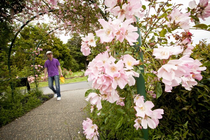Auckland Botanical Gardens