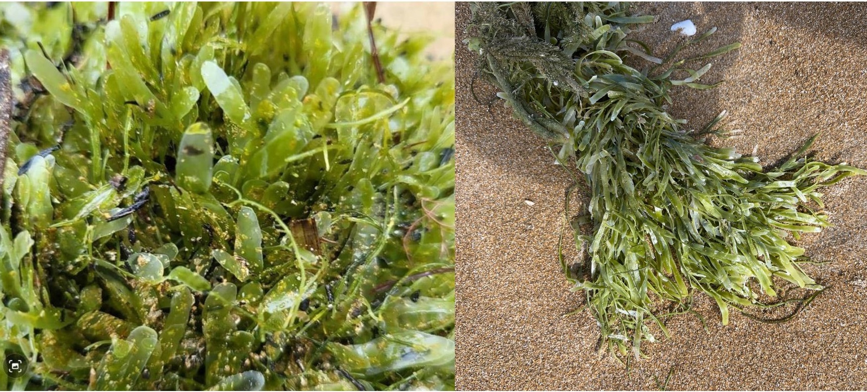It's important to be able to recognise exotic caulerpa – so you can report it to MPI.
