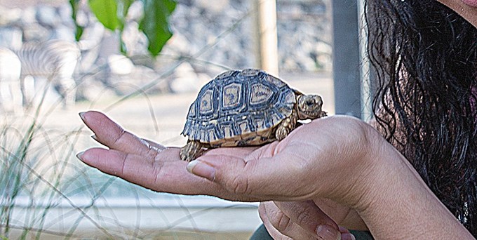 Escape of the baby leopard tortoises 3