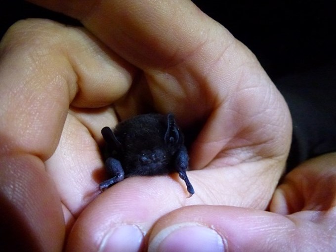 Get to know your local wildlife for World Wildlife Day - Bat