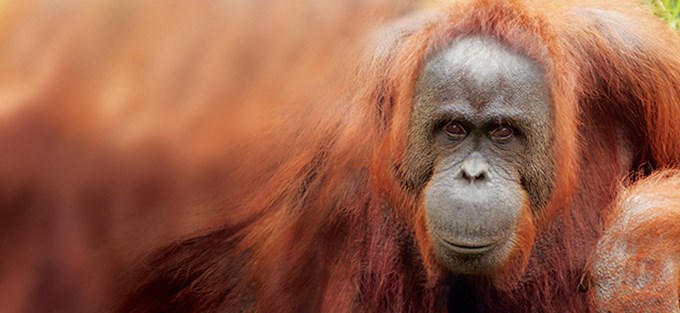Orangutans on Otautahi outing