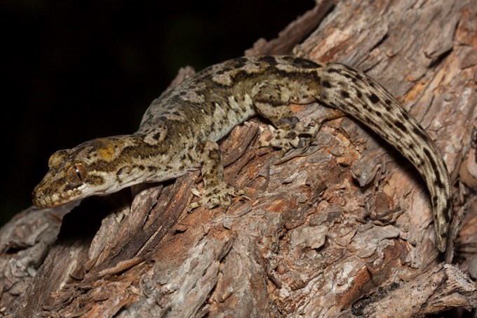Scaling up gecko protection (1)