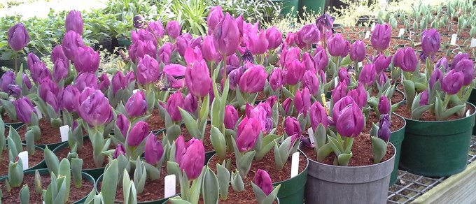 Wintergarden Tulips (1)