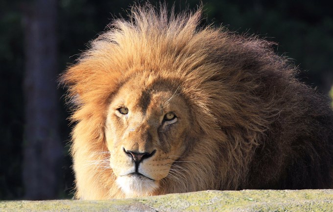 Zoos collaborate to advocate and share love for lions (1)