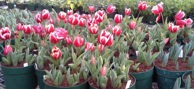 Wintergarden Tulips