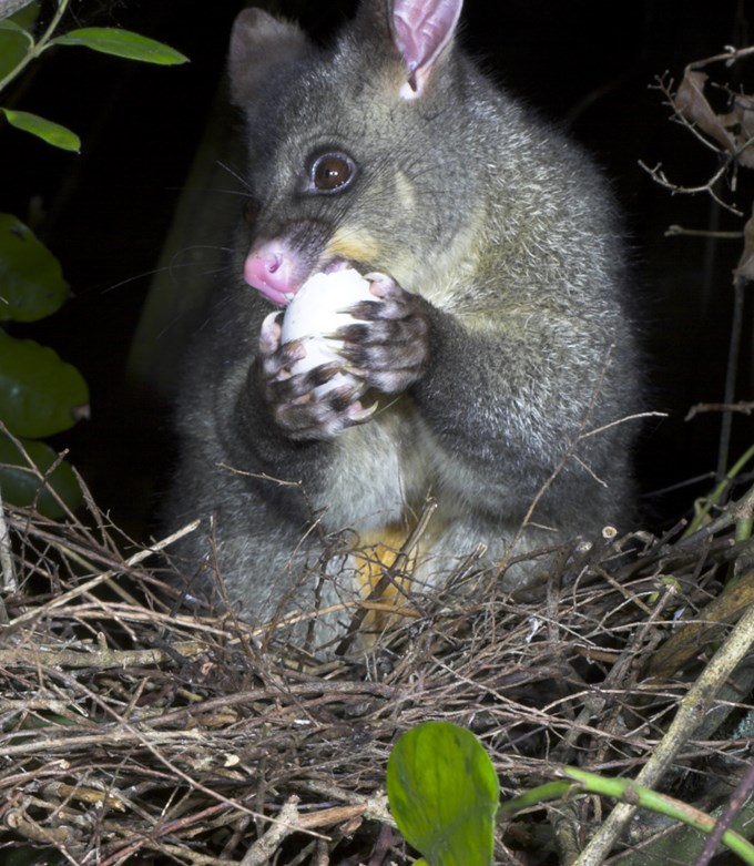 Possum predating on kereru nest