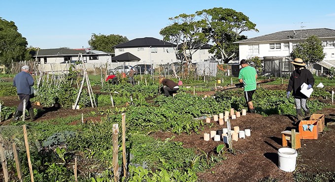 Community gardens provide skills, food and savings in south Auckland