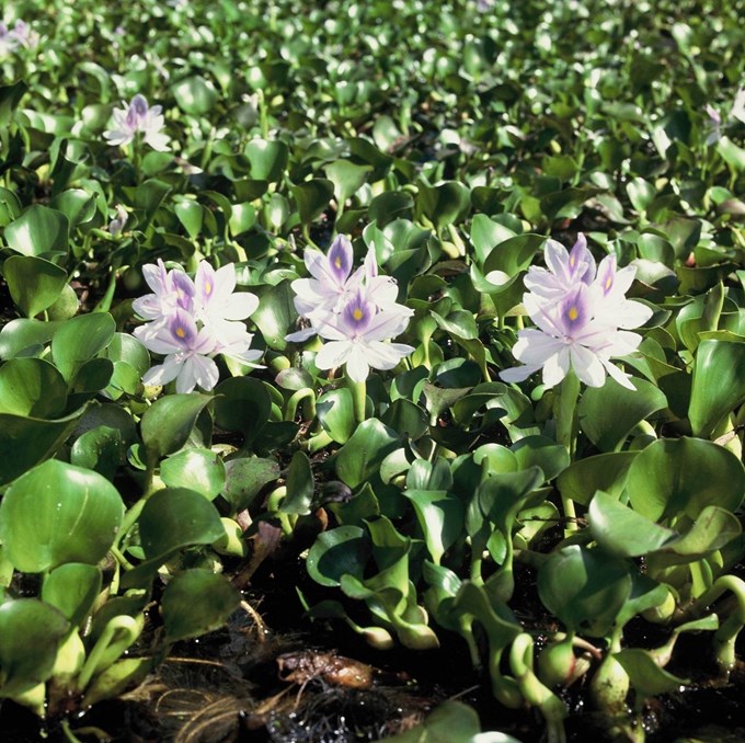 Water hyacinth weed eradication underway1