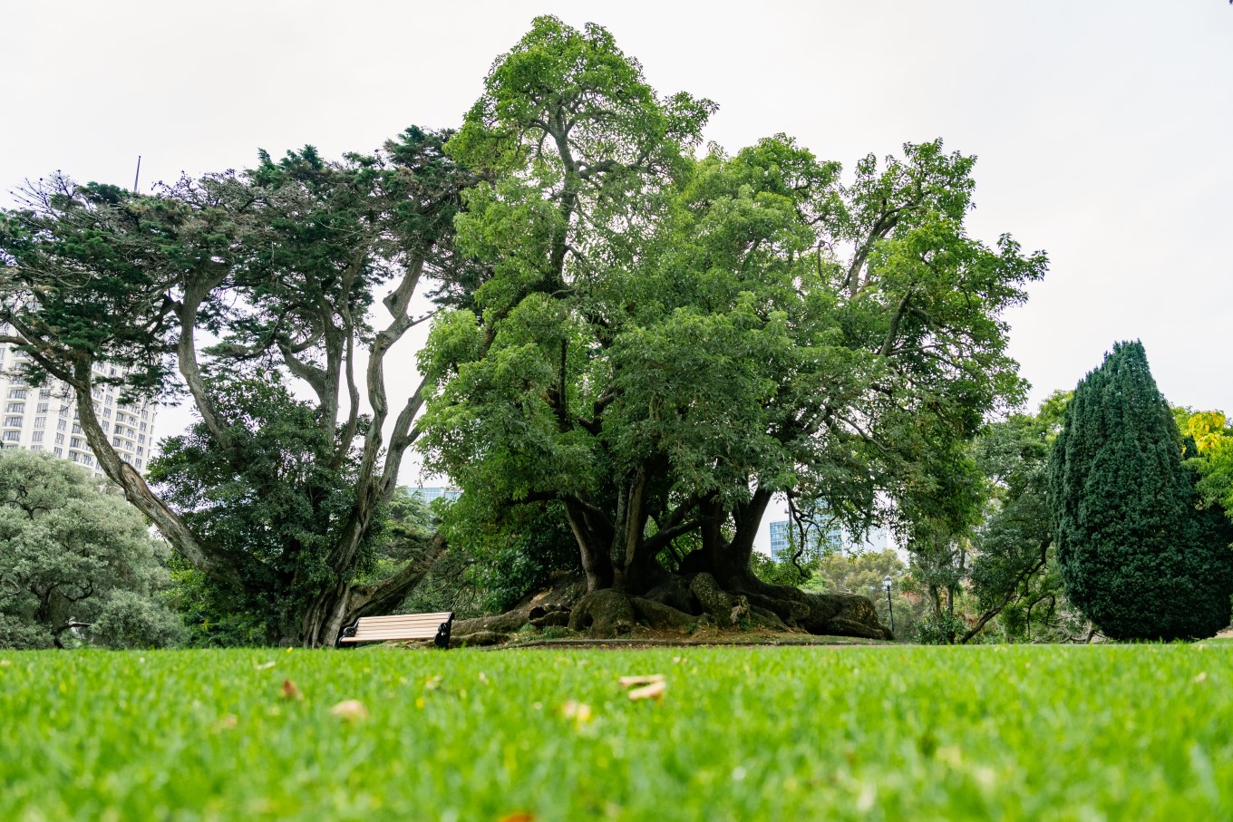 The ombu Phytolacca dioica tree in Albert Park was planted by Governor George Grey. The large sprawling tree is native to the Pampas regions of South America.