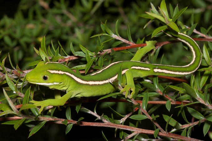Scaling up gecko protection