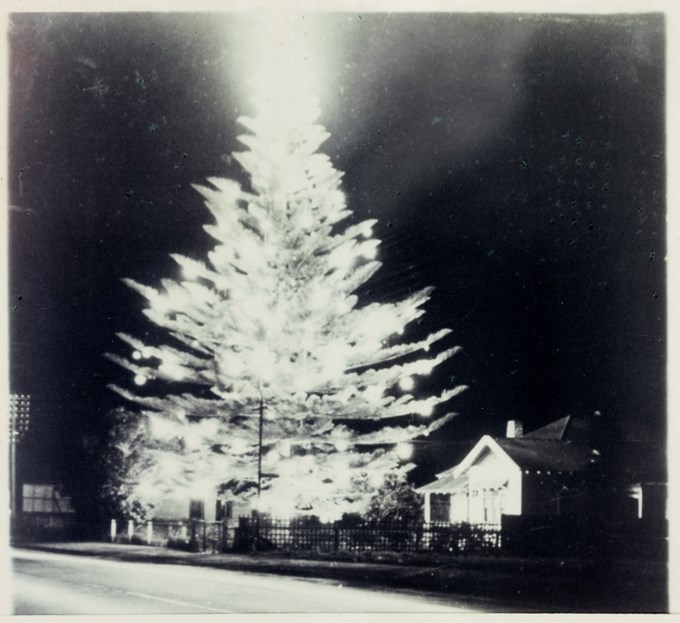 Christmas Heritage trail - Norfolk Pine.jpg