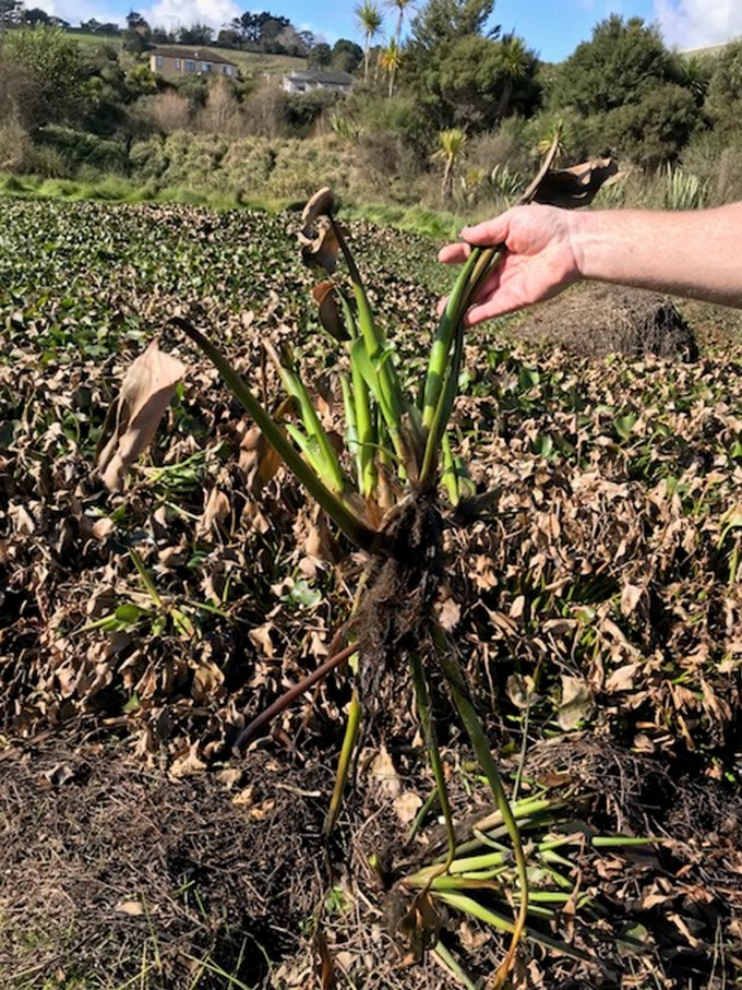 Water hyacinth weed eradication underway2