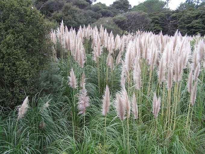 Weed to watch: Pampas