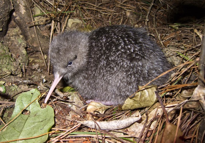 Conservation win for little spotted kiwi (1)