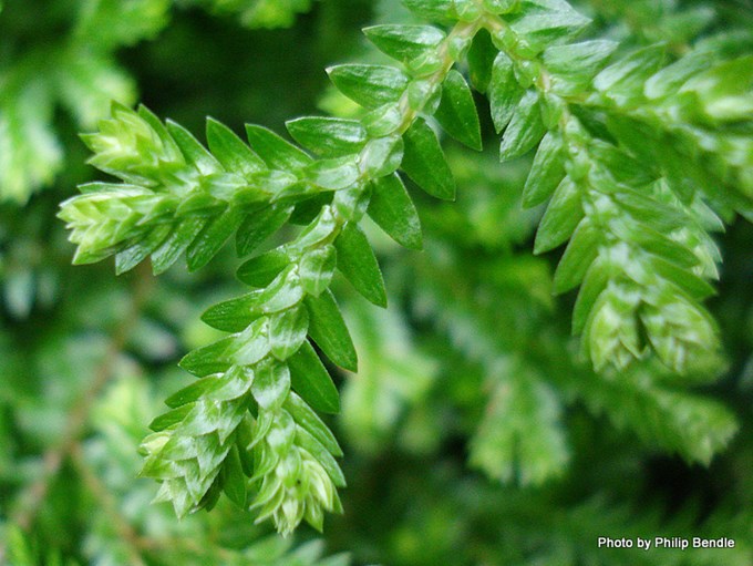 How to beat African clubmoss