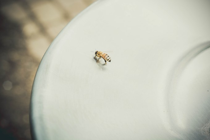 Bee on plate