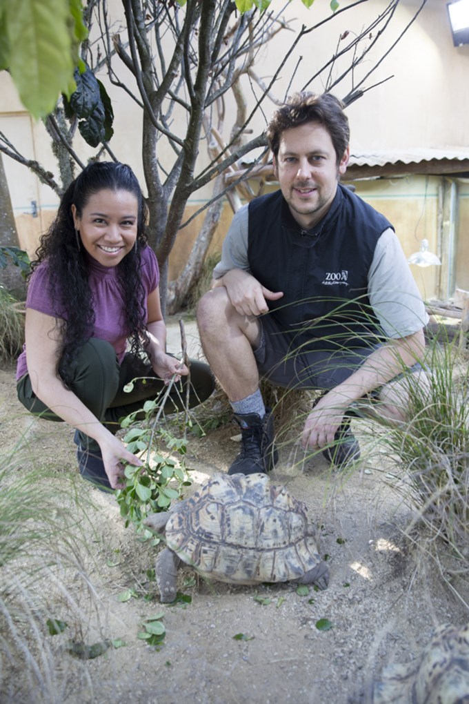 Escape of the baby leopard tortoises 2