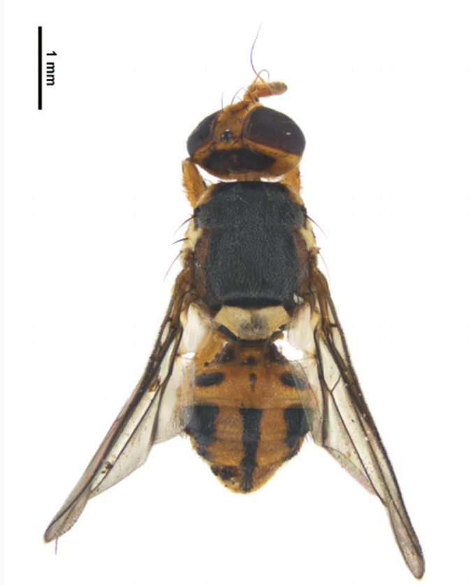 New species of fruit fly found in Ōtara