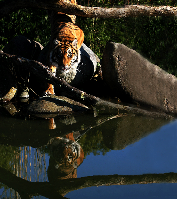 Sumatran Zoo Tigerr
