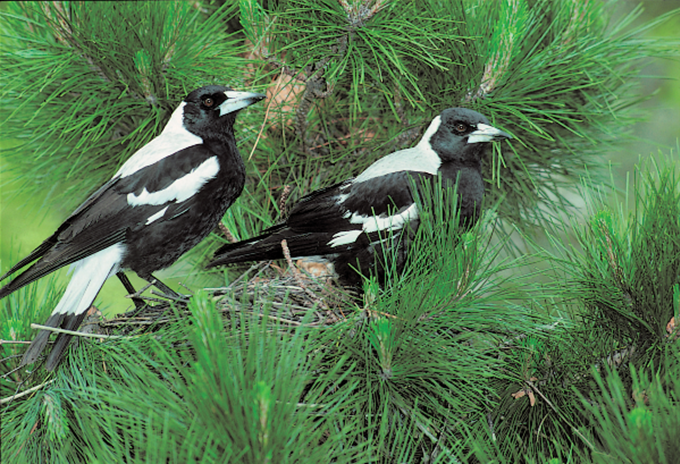 Seven safety tips for magpie swooping season