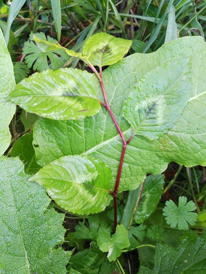 Watch out for Chinese knotweed