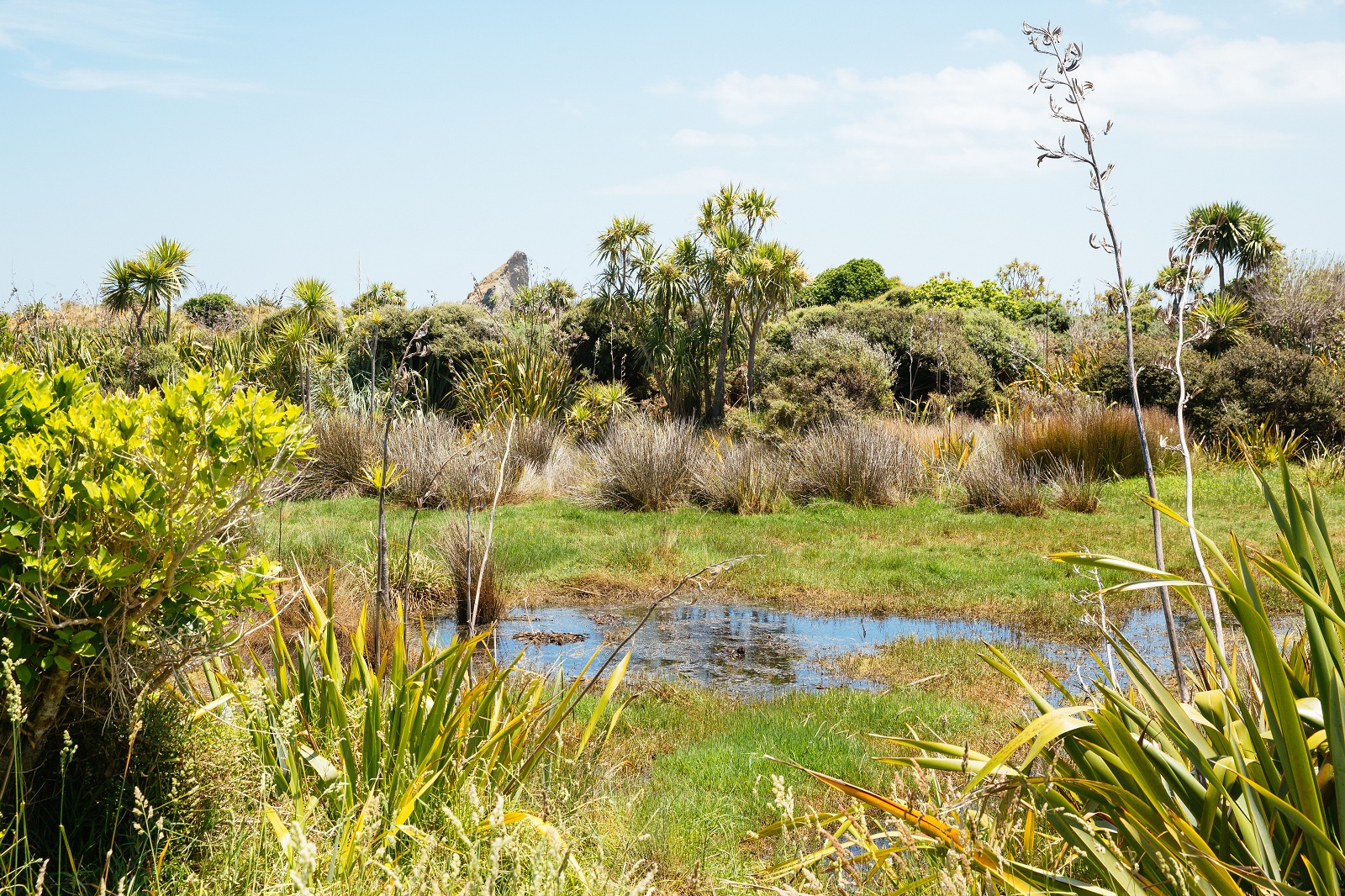 Auckland Council Declares Climate Emergency OurAuckland