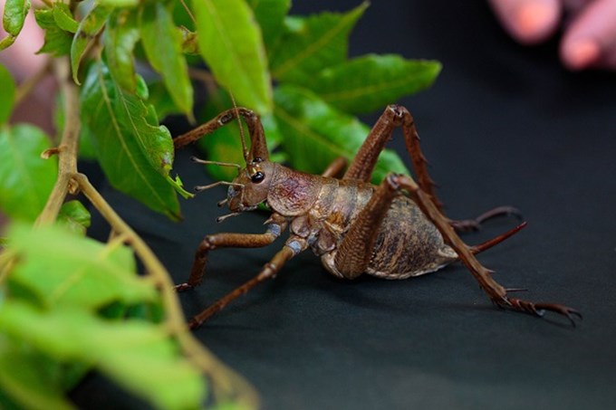 Get to know your local wildlife for World Wildlife Day - Weta Punga