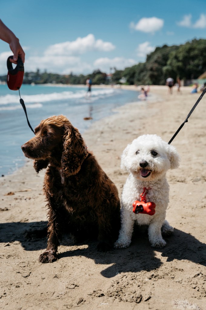 Top beaches and reserves to walk your dog in this summer