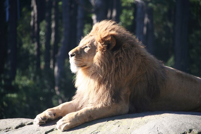Zoos collaborate to advocate and share love for lions