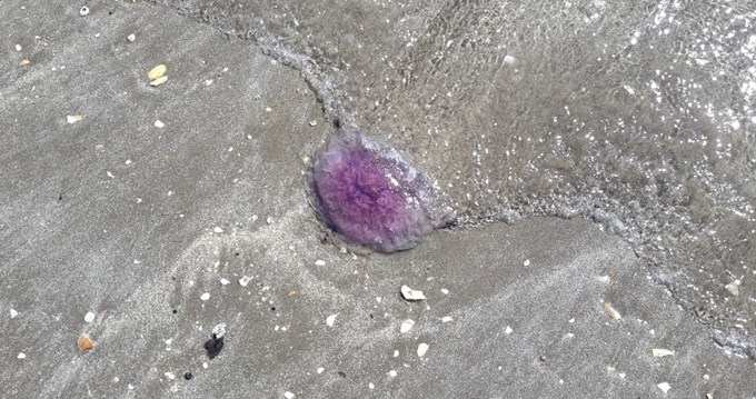 Jellyfish stings reported at Auckland beaches
