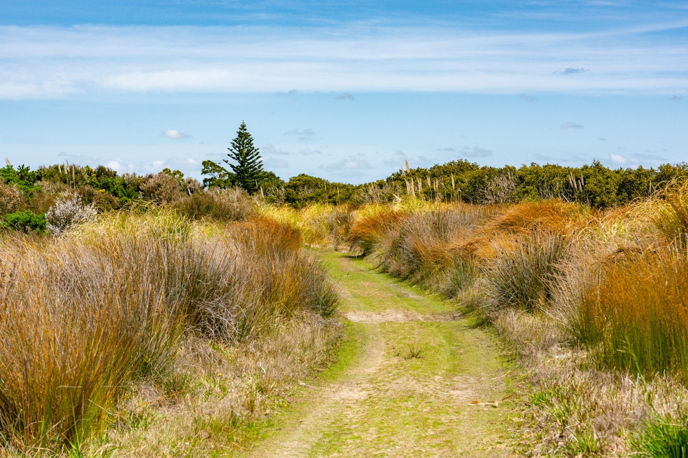 Kaipara beach and bush area.