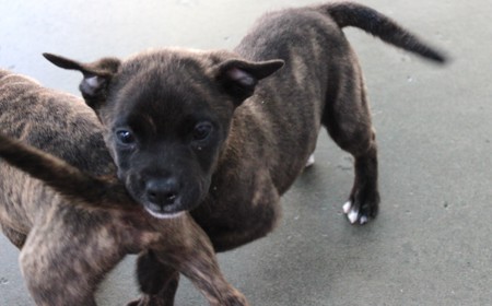 Seabiscuit tile image