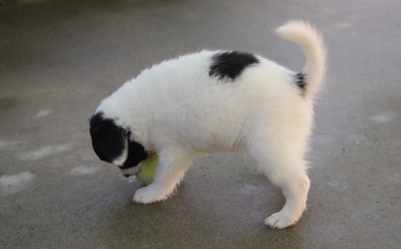 Pikachu (ON HOLD) tile image