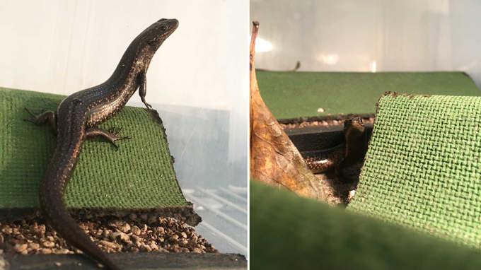 Captive population of rare skink established (1)