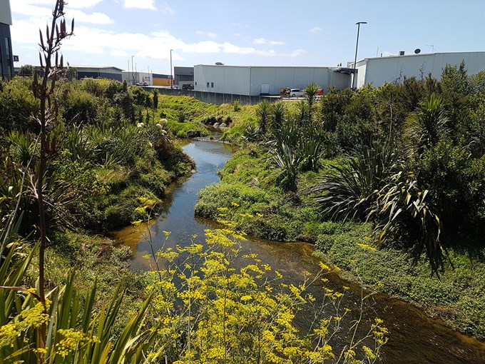 South Auckland urban stream set for regeneration