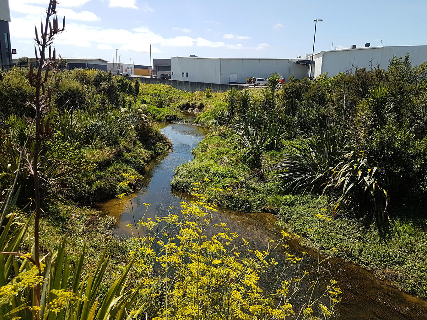 South Auckland Urban Stream Set For Regeneration OurAuckland