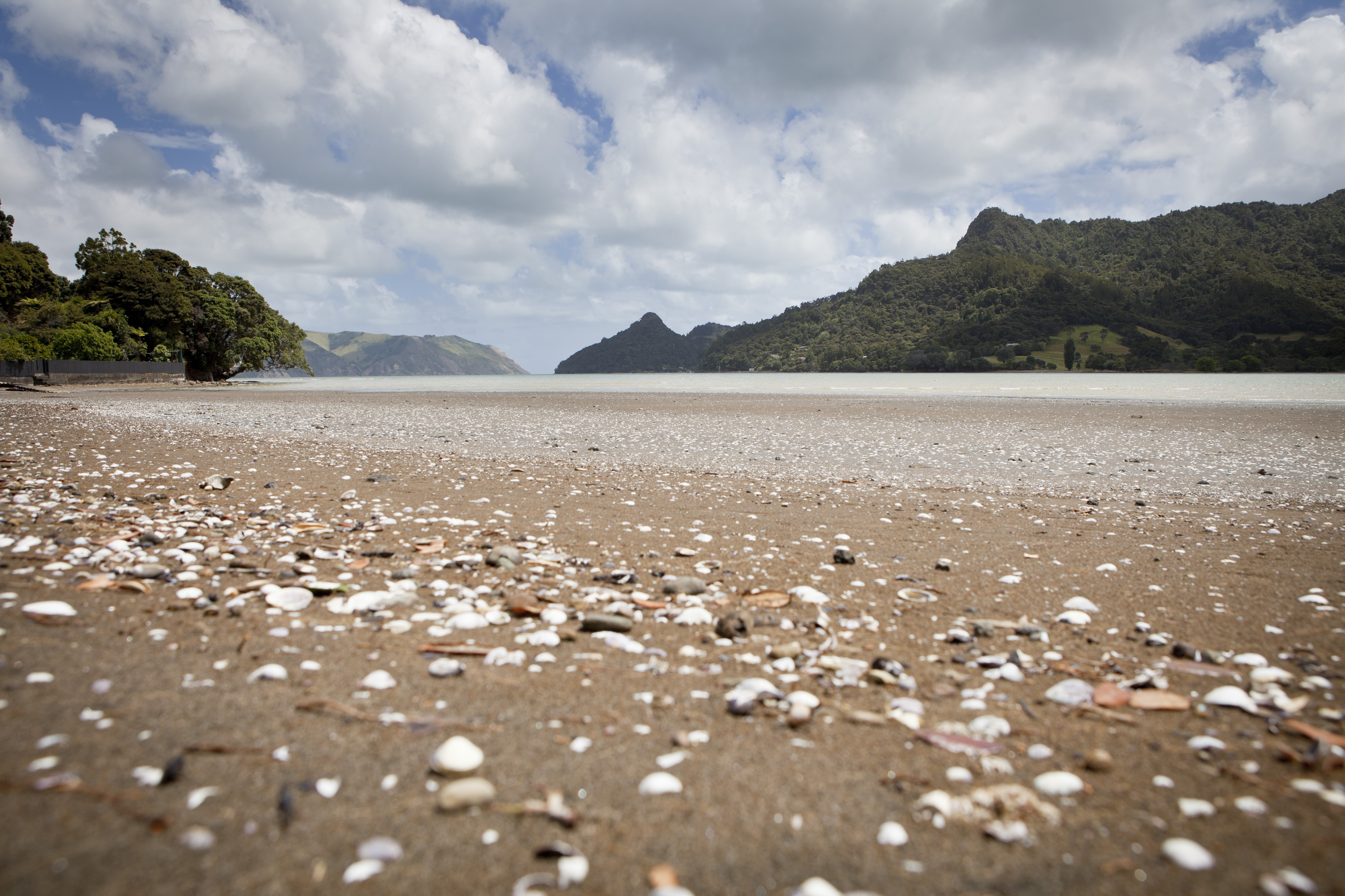 Shells on a beach.