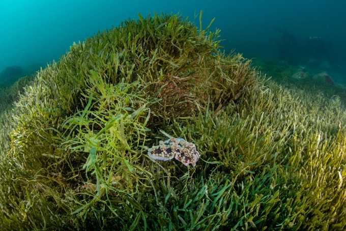 2022 PHOTO COMP Gem Amongst The Weed Middletoni