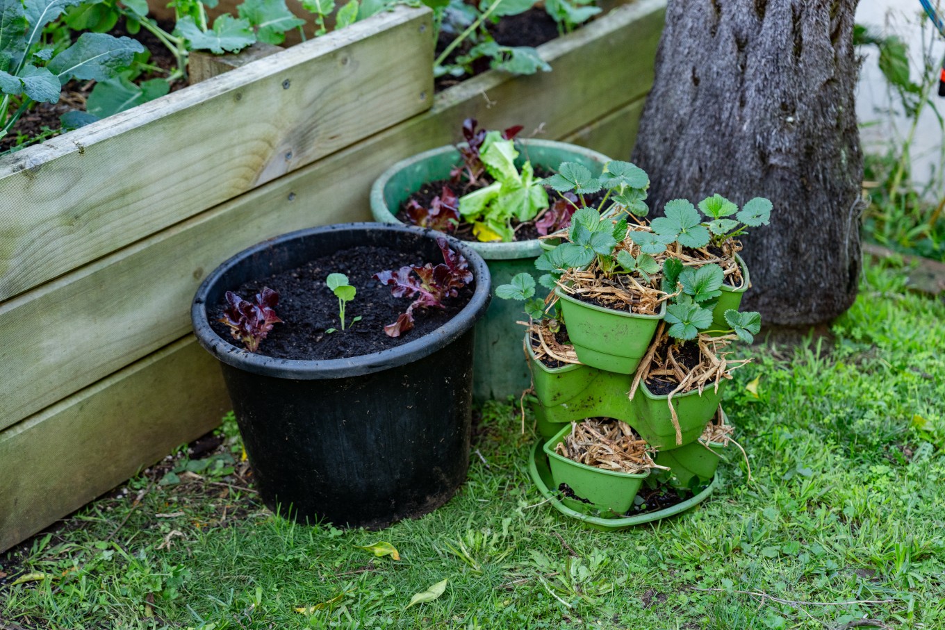 A collection of garden pots.