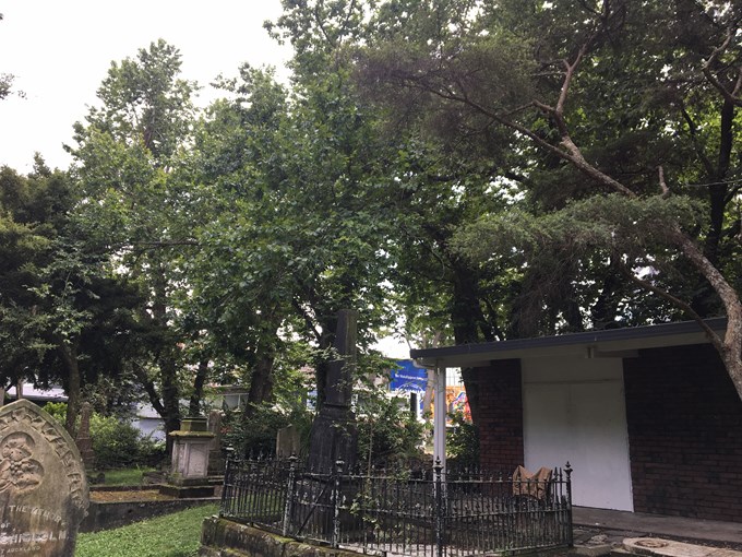 Removal of diseased elm trees begins at Symonds Street Cemetery
