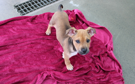 Spiderman (ADOPTED) tile image