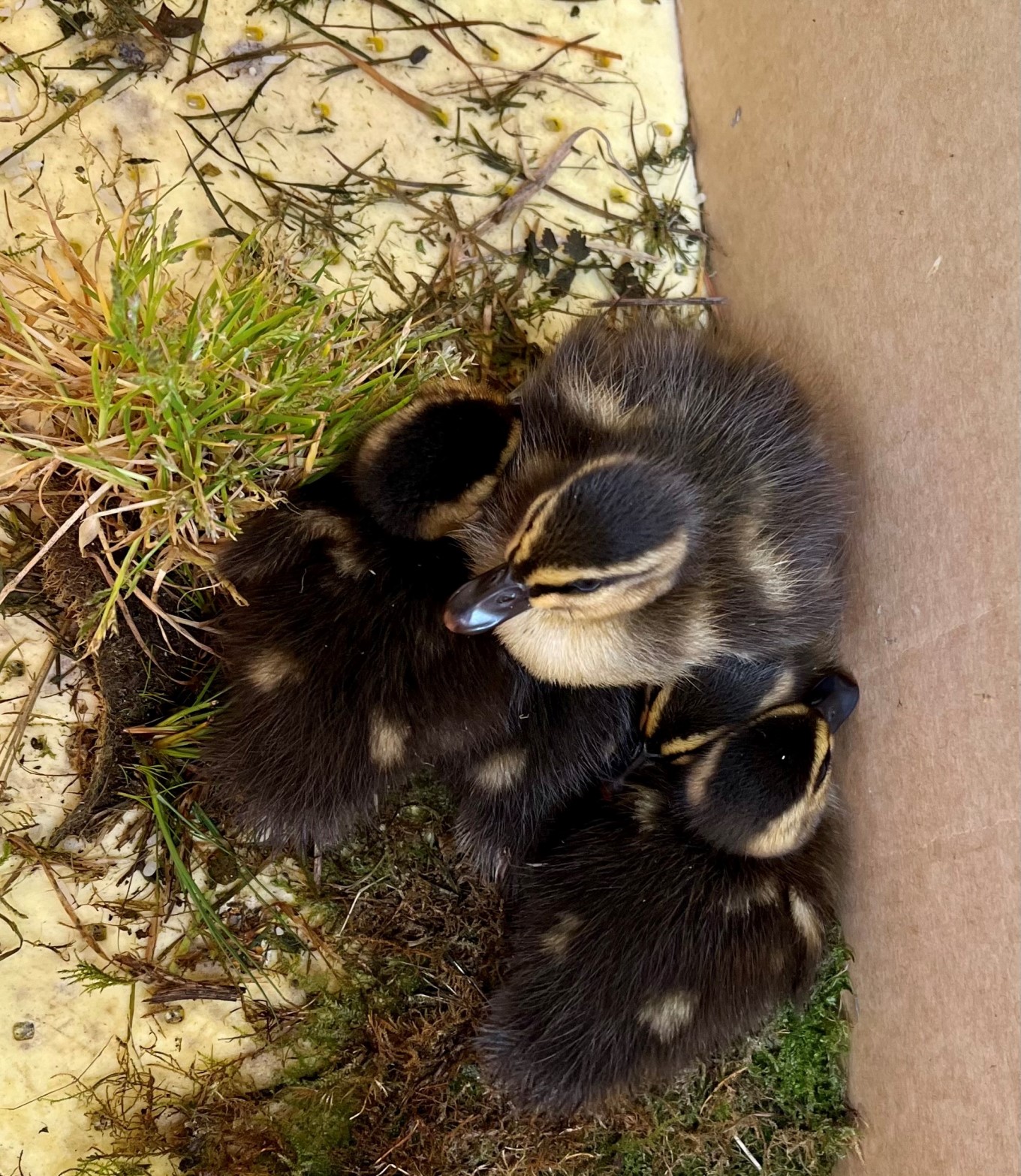 Close up of the ducks.