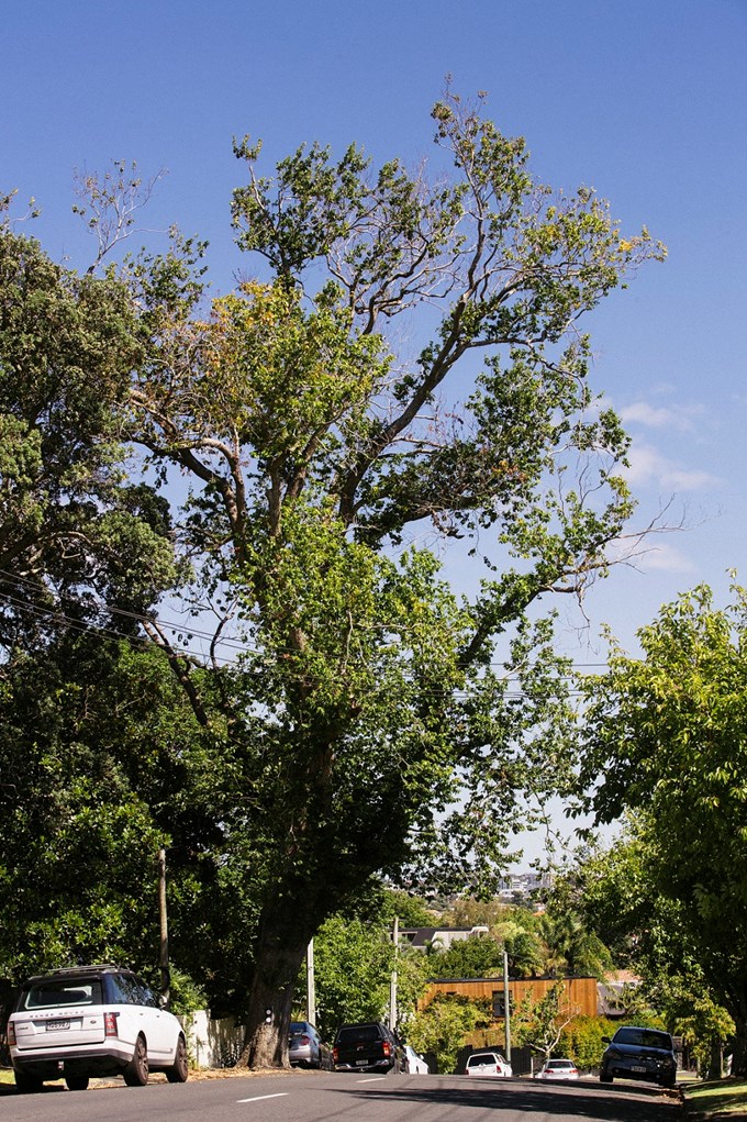 Remuera tree with Dutch elm disease to be removed