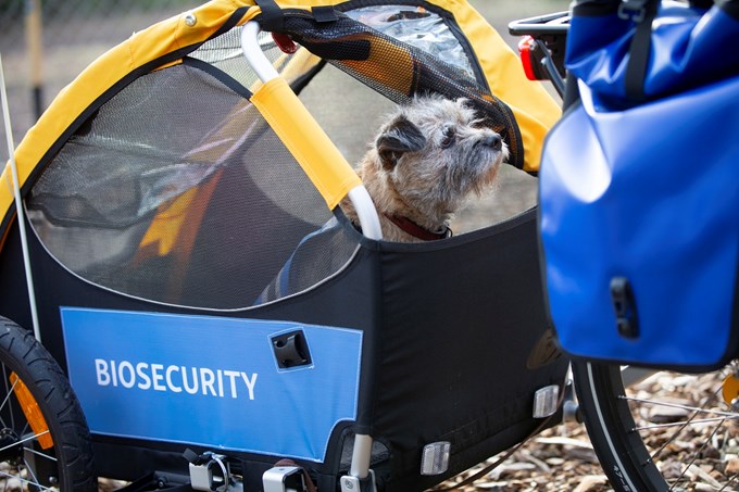 Canine champions take chauffeured commute (1)