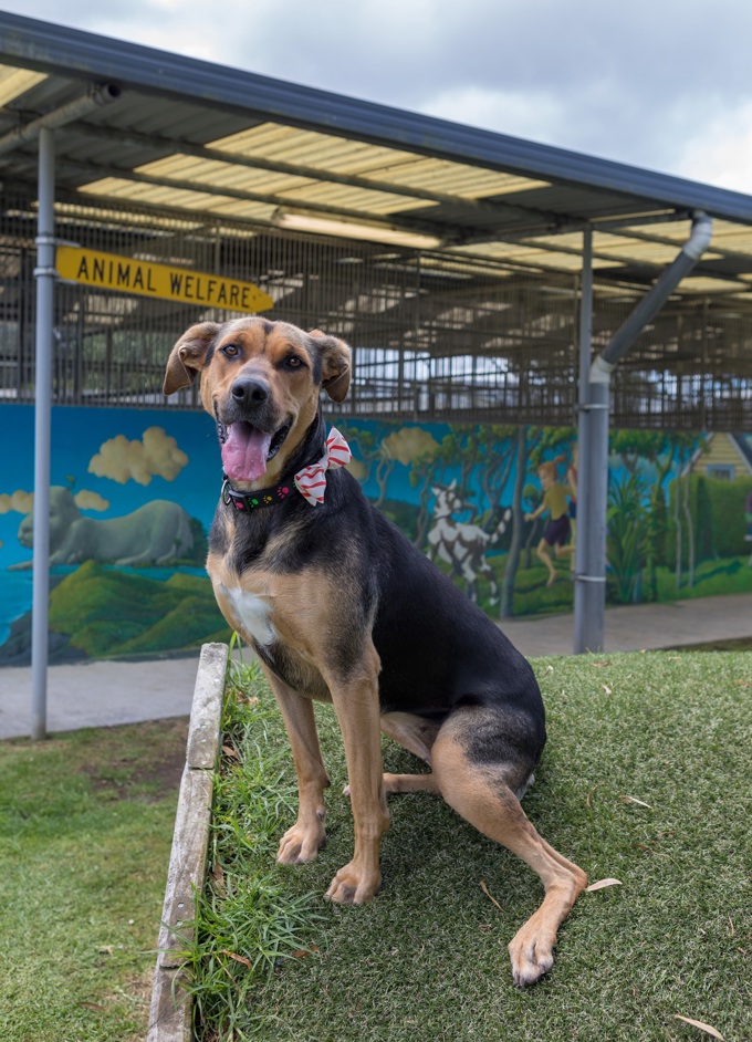 Animal management image 2.JPG