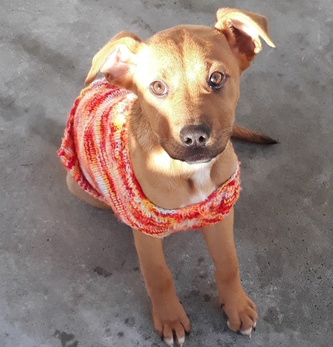 Adorable adoptables from Auckland's shelters