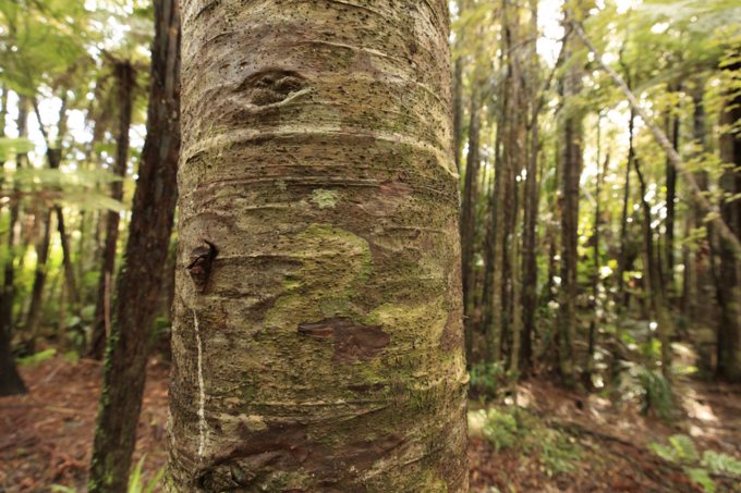 Waitakere Ranges forests to close 1 May