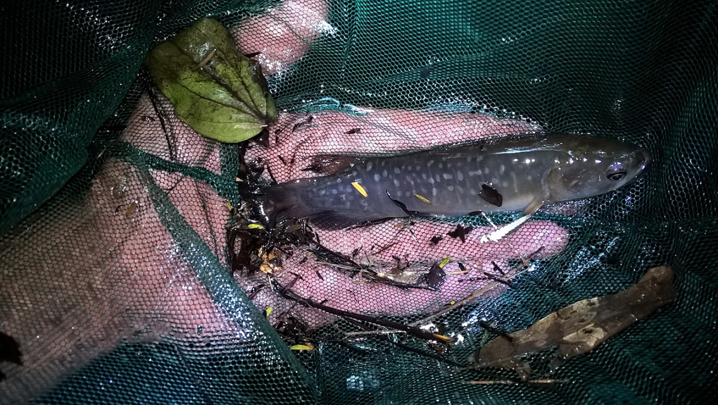 A magical month for freshwater 3