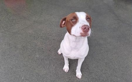 Margaery (ON HOLD) tile image